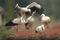 Storch