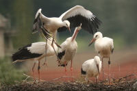 Storch